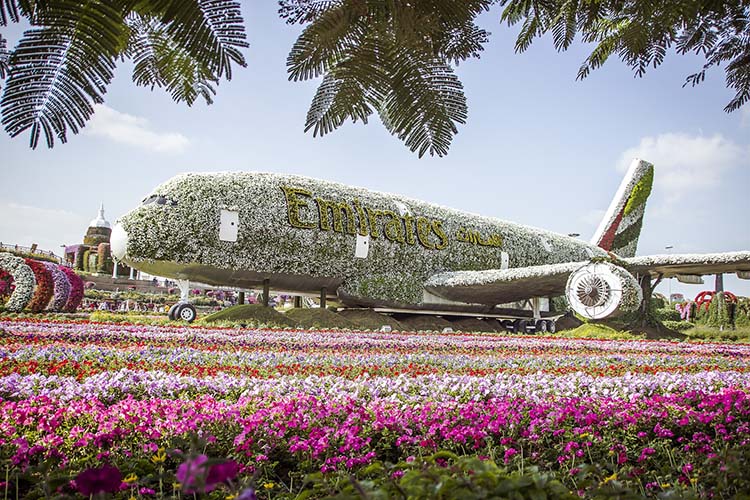 miracle-garden-dubai-022