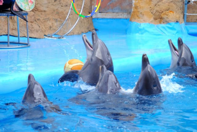 Dubai Dolphinarium