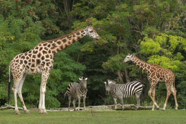 emirates park-zoo